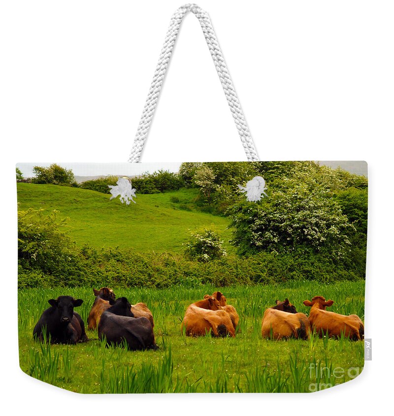 Cow Photography Weekender Tote Bag featuring the photograph The Lookout by Patricia Griffin Brett