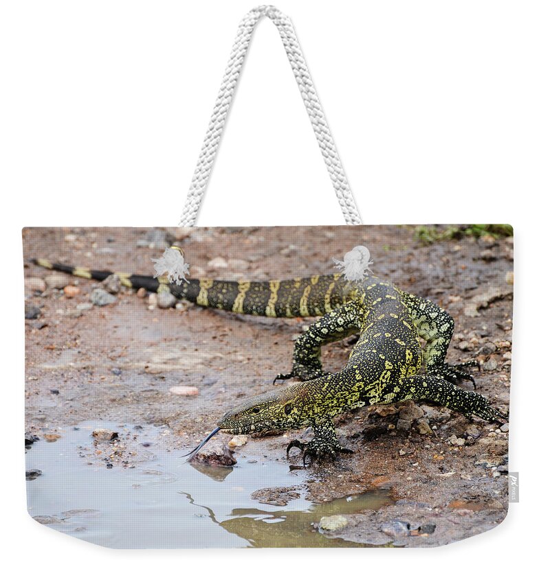 Tanzania Weekender Tote Bag featuring the photograph The Nile Monitor Lizard Showing The by Volanthevist