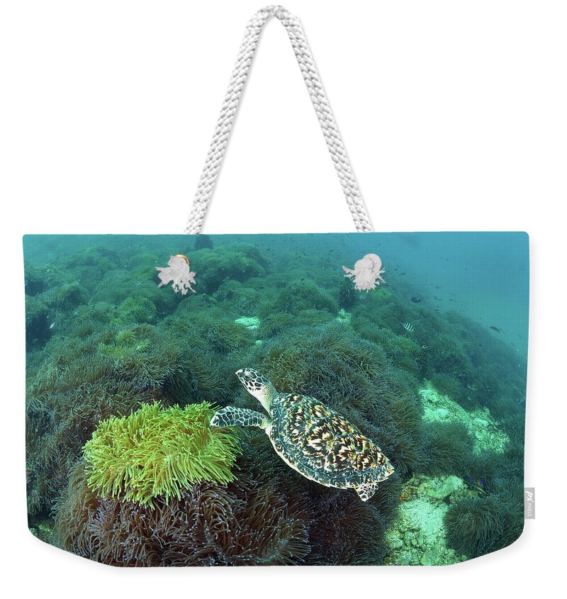 Underwater Weekender Tote Bag featuring the photograph The Sea Turtle On Anemone Field by Kampee Patisena