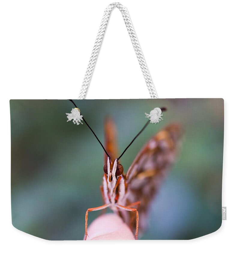 Butterfly Weekender Tote Bag featuring the photograph The Staring Contest by Priya Ghose
