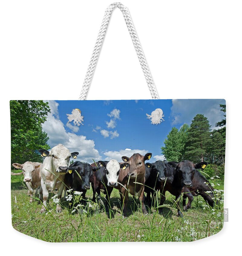 Cow Weekender Tote Bag featuring the photograph The summer guests by Torbjorn Swenelius