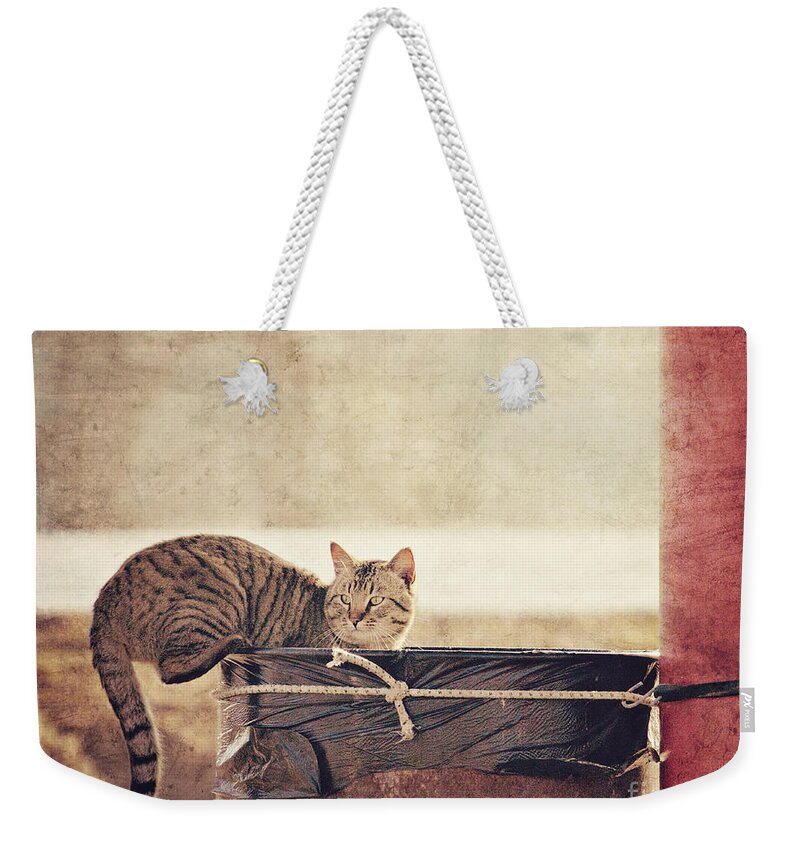 Cat Weekender Tote Bag featuring the photograph Dumpster Diver by Pam Holdsworth