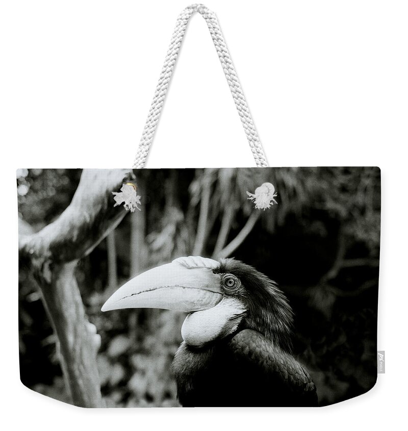 Bird Weekender Tote Bag featuring the photograph The Toucan Of Bali by Shaun Higson