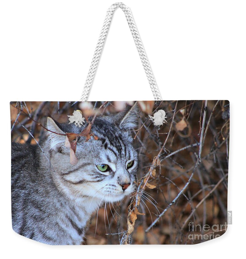 Kitty Weekender Tote Bag featuring the photograph The Visitor by Alyce Taylor