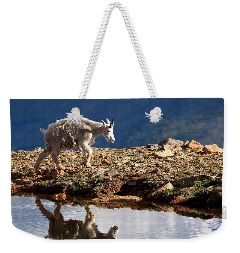 Mountain Goats Weekender Tote Bag featuring the photograph The Walk-About by Jim Garrison