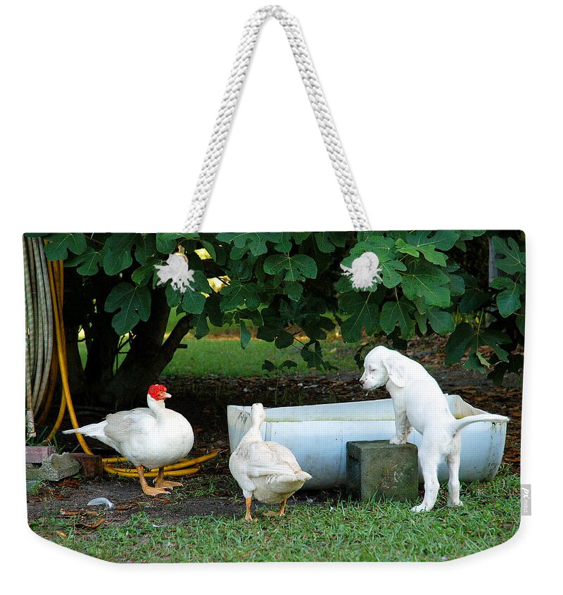 English Setter Weekender Tote Bag featuring the photograph The Watering Hole by Scott Hansen