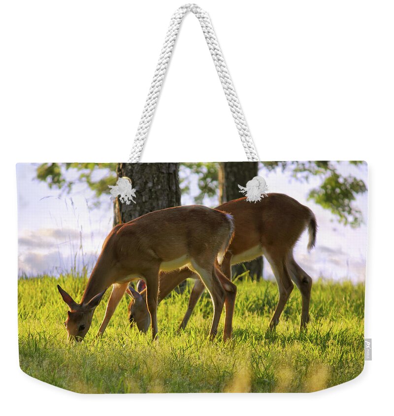 Deer Weekender Tote Bag featuring the photograph The Whitetail Deer of Mt. Nebo - Arkansas by Jason Politte