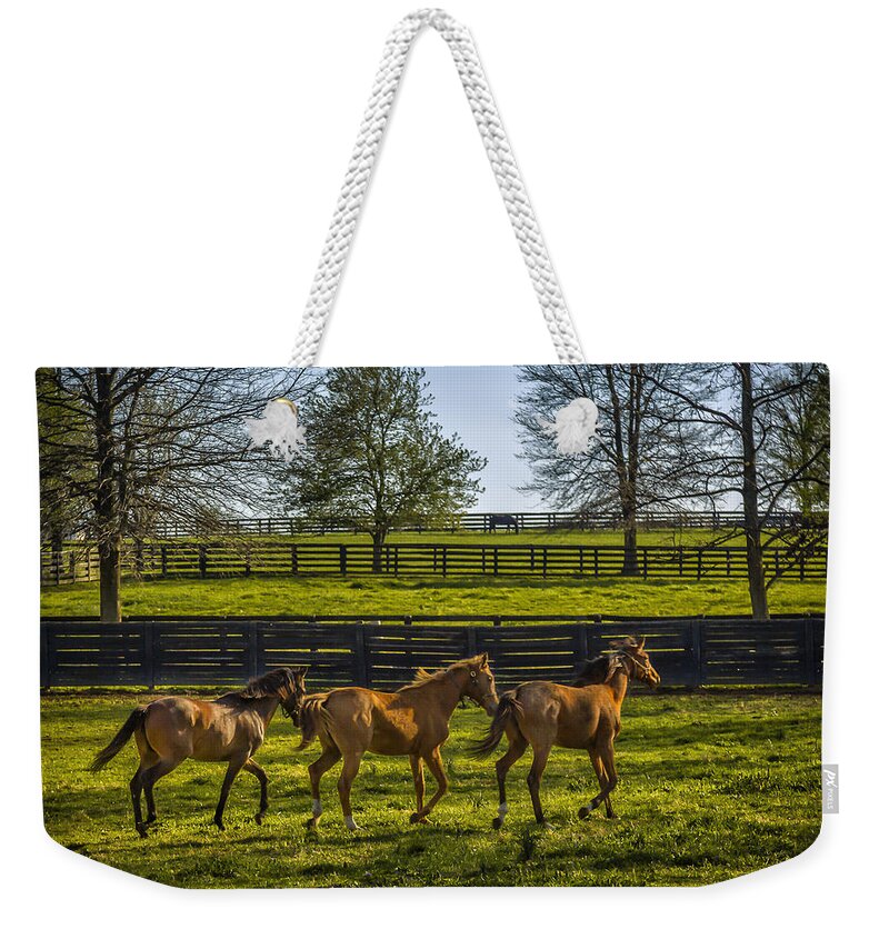 Animal Weekender Tote Bag featuring the photograph Three Amigos by Jack R Perry