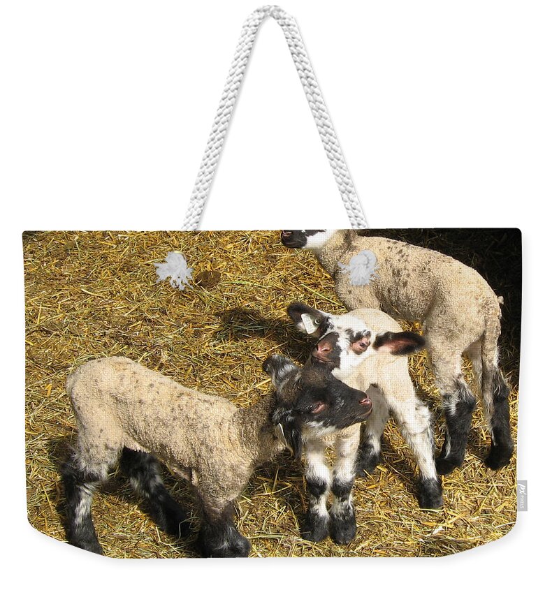 Lambs Weekender Tote Bag featuring the photograph Three Little Lambs in Spring Sunshine by Conni Schaftenaar