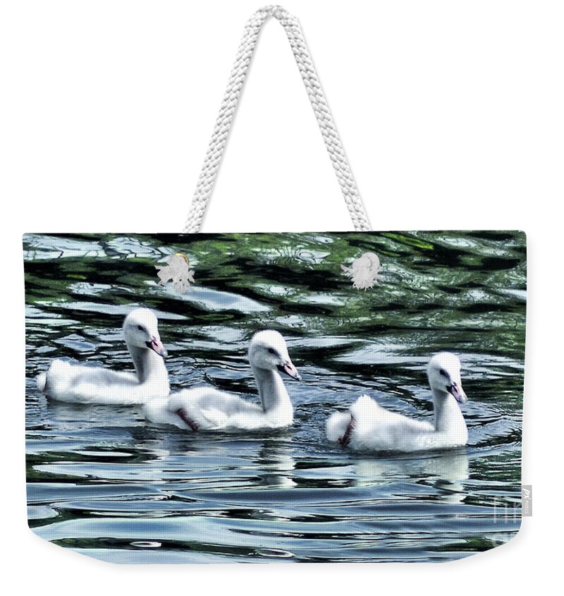 Baby Swans Weekender Tote Bag featuring the photograph Three Little Flappers by Adam Olsen