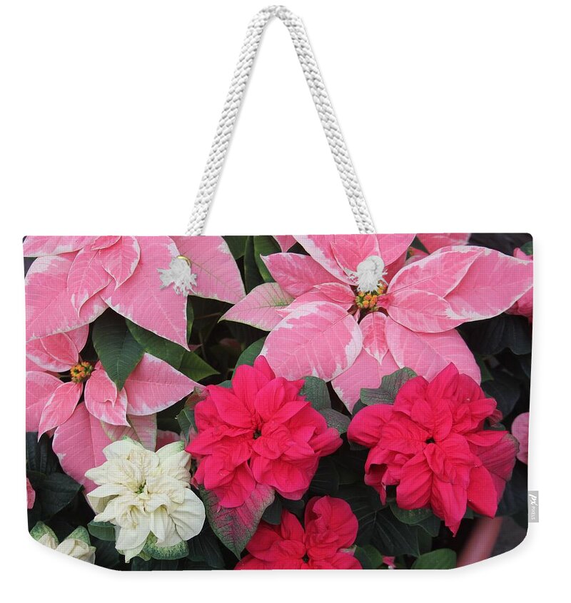 Poinsettia Weekender Tote Bag featuring the photograph Three Pink Poinsettias by Alice Terrill