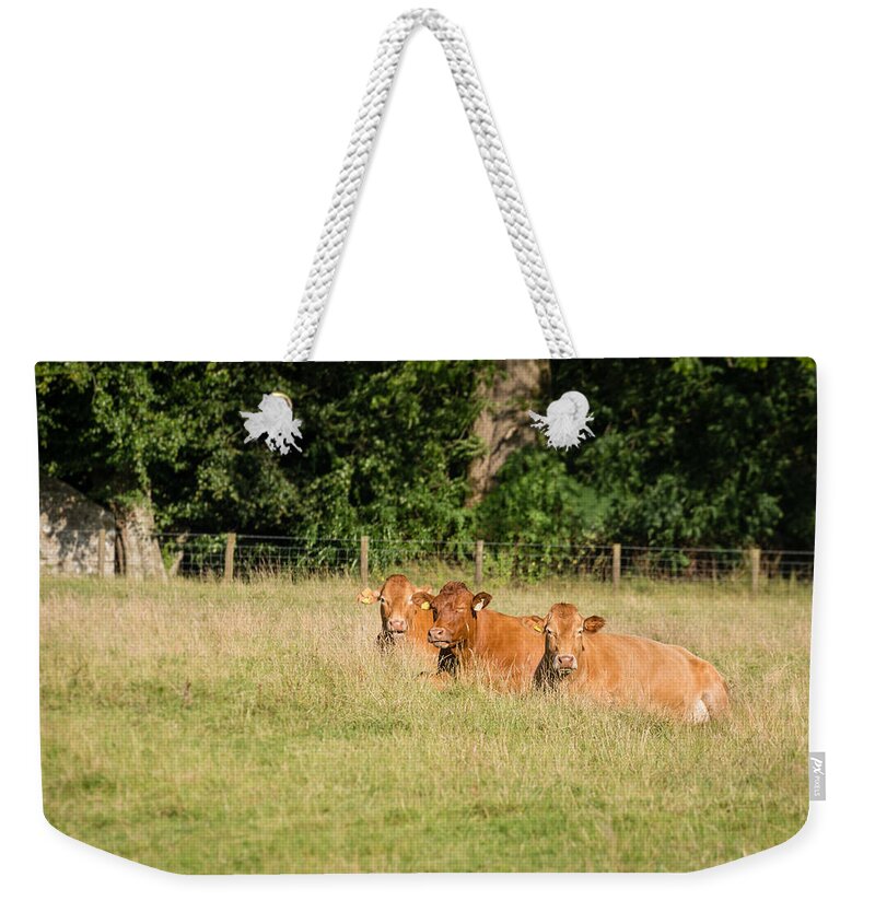 Agriculture Weekender Tote Bag featuring the photograph Three resting cows by David Head