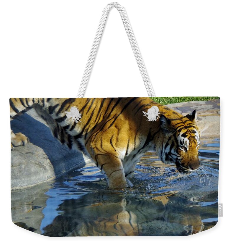 Lions Tigers And Bears Weekender Tote Bag featuring the photograph Tiger 1 by Phyllis Spoor