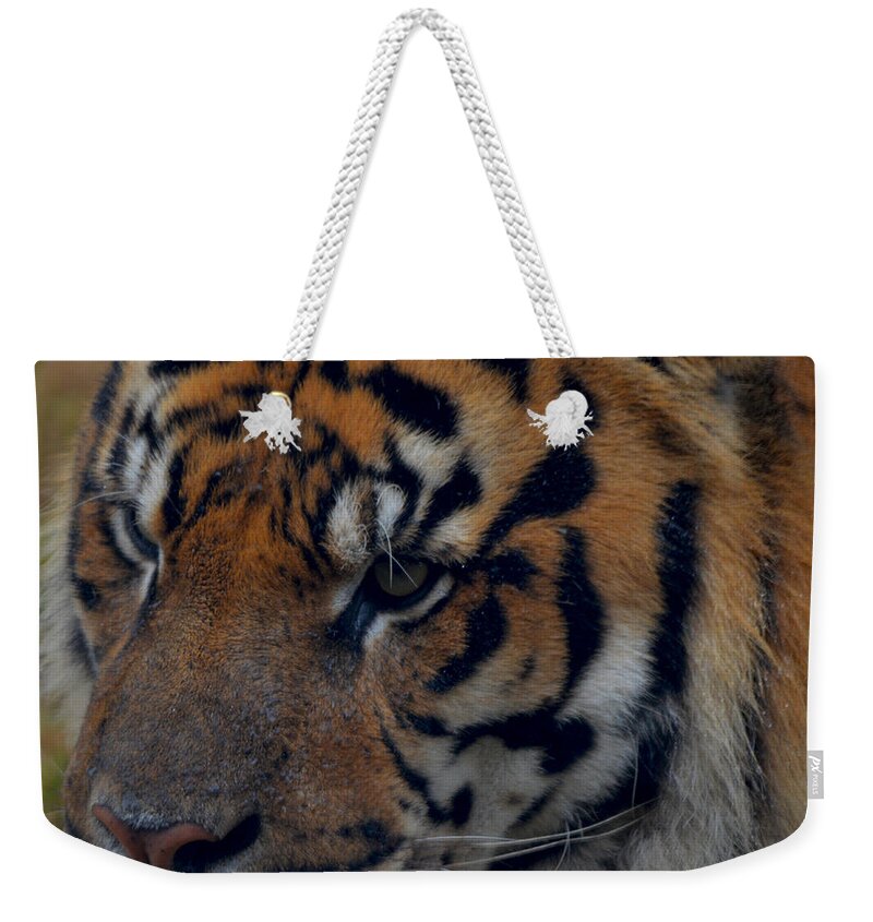 Attentive Weekender Tote Bag featuring the photograph Tiger Face by Maggy Marsh