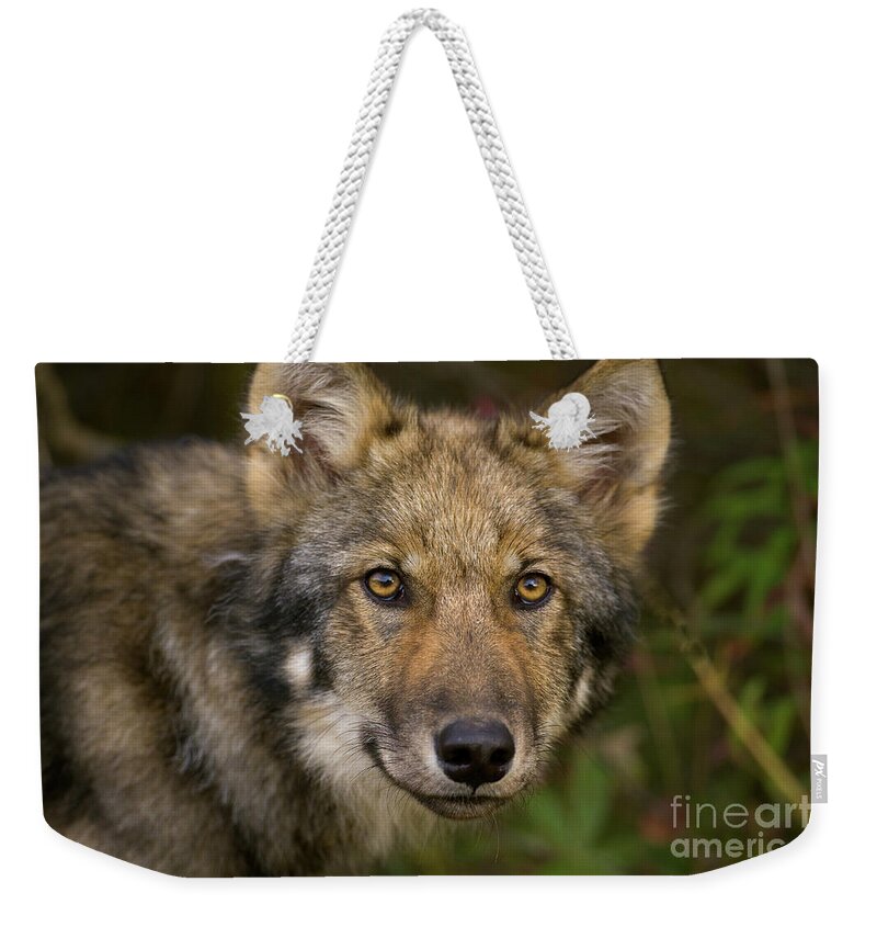 00427714 Weekender Tote Bag featuring the photograph Timber Wolf in Denali by Yva Momatiuk John Eastcott
