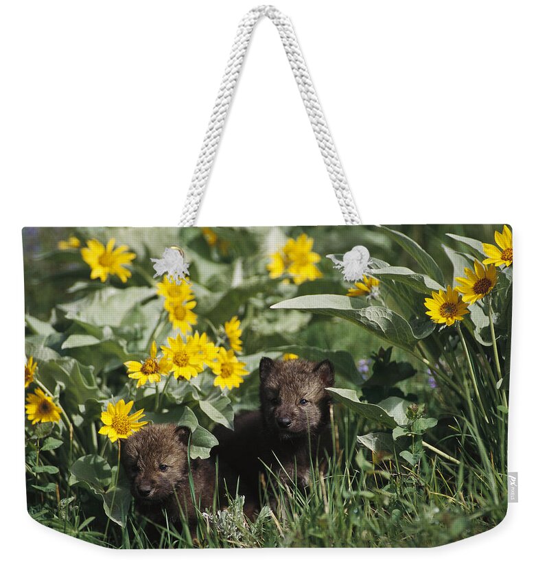 Feb0514 Weekender Tote Bag featuring the photograph Timber Wolf Pups And Flowers North by Gerry Ellis