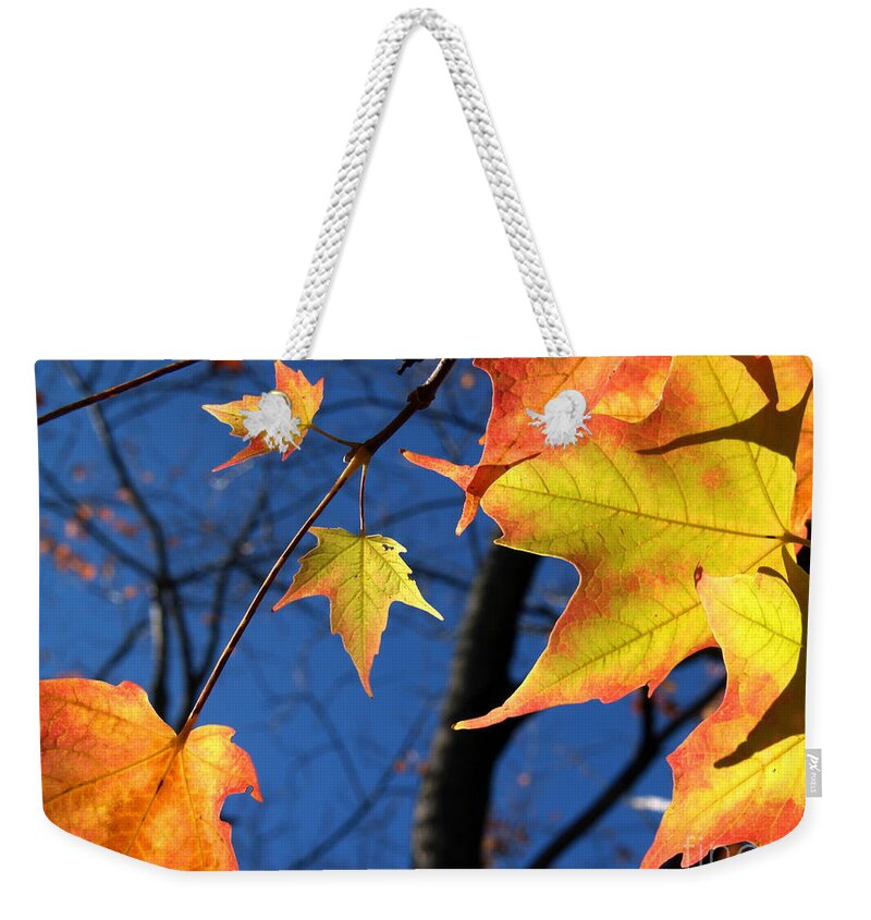 Leaf Weekender Tote Bag featuring the photograph Tiny Sugar Maple Leaves Aglow by Anna Lisa Yoder