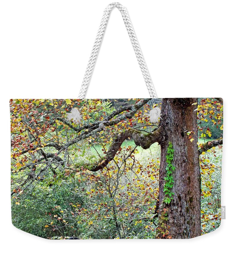 Duane Mccullough Weekender Tote Bag featuring the photograph Tire Swing and Poplar Tree by Duane McCullough