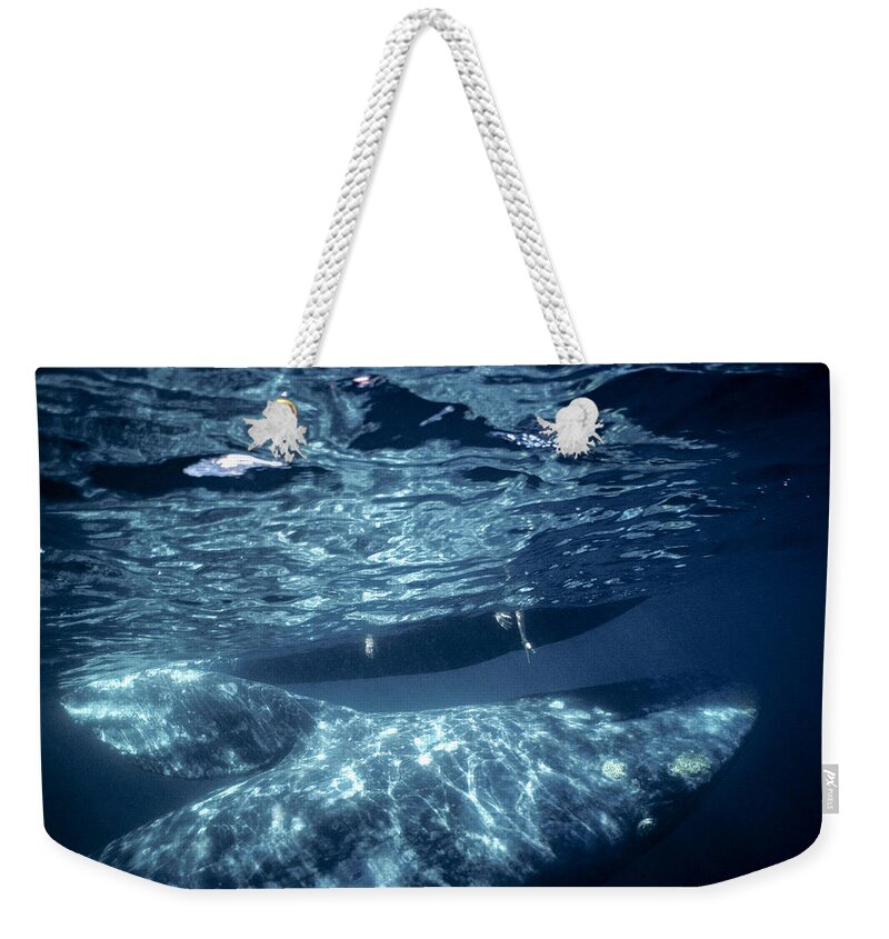 Feb0514 Weekender Tote Bag featuring the photograph Tourist Reaching For Gray Whale by Tui De Roy