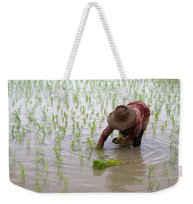 Working Weekender Tote Bag featuring the photograph Transplanting Rice In Thailand by Richard Friend