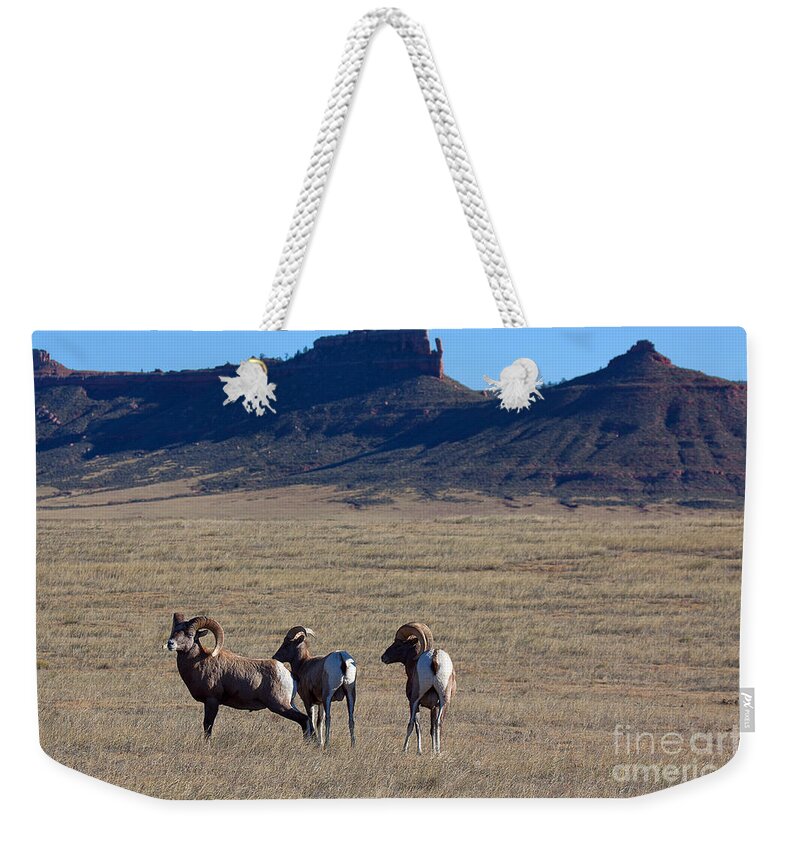 Bighorn Sheep Weekender Tote Bag featuring the photograph Traveling Band by Jim Garrison