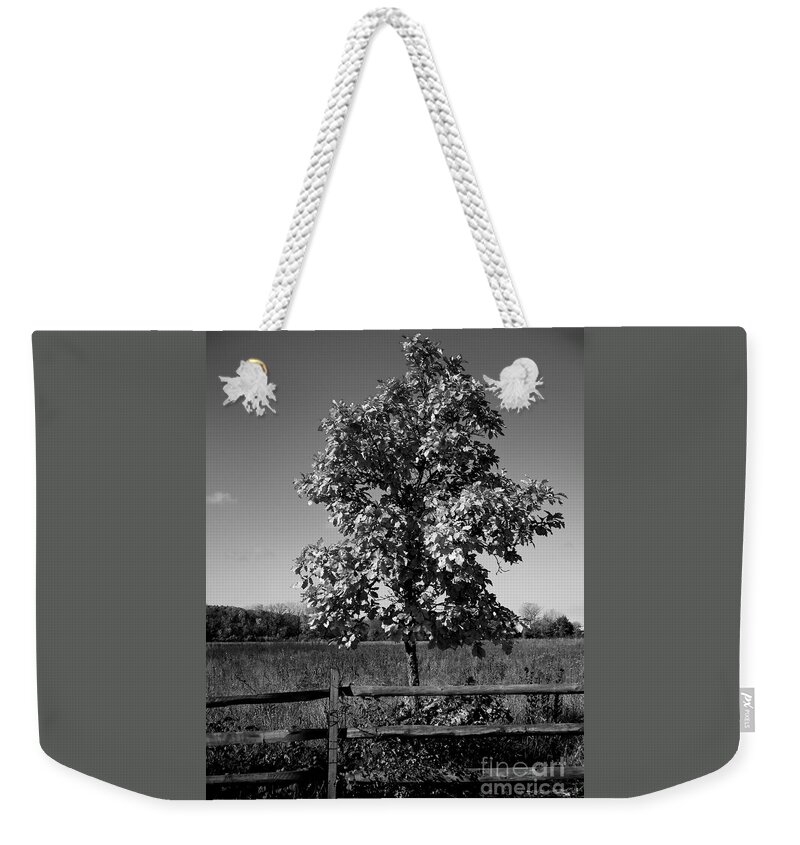 Tree Weekender Tote Bag featuring the photograph Tree and Fence by Frank J Casella
