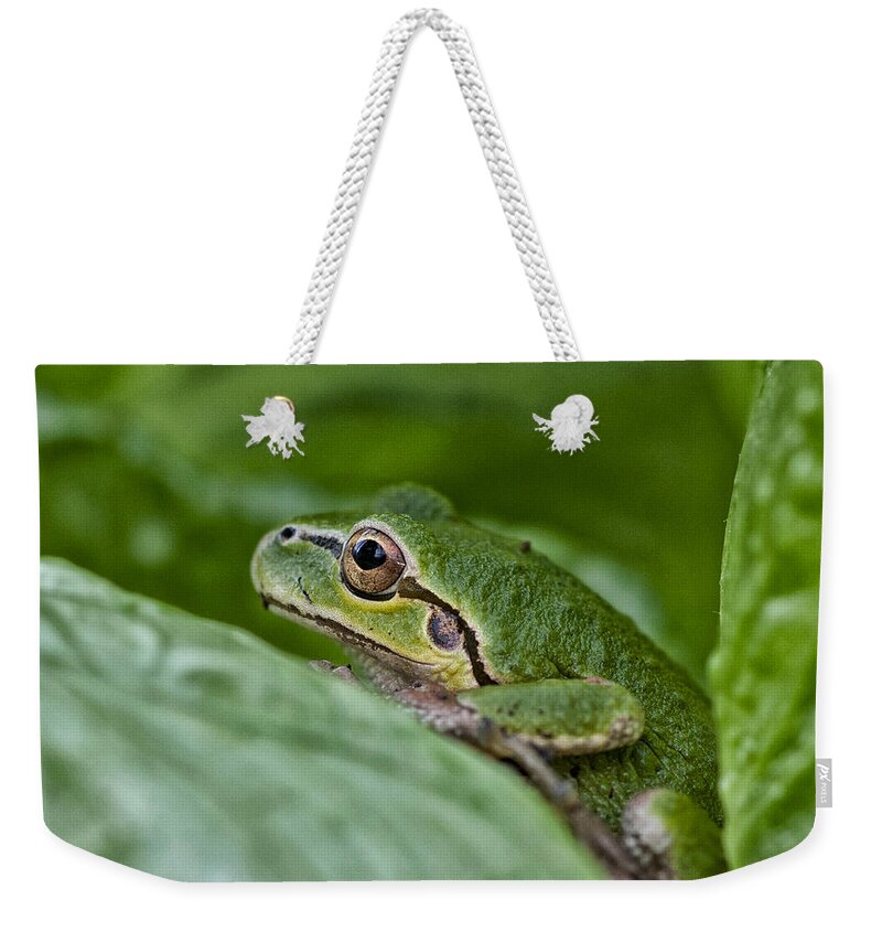 Betty Depee Weekender Tote Bag featuring the photograph Tree Frog by Betty Depee