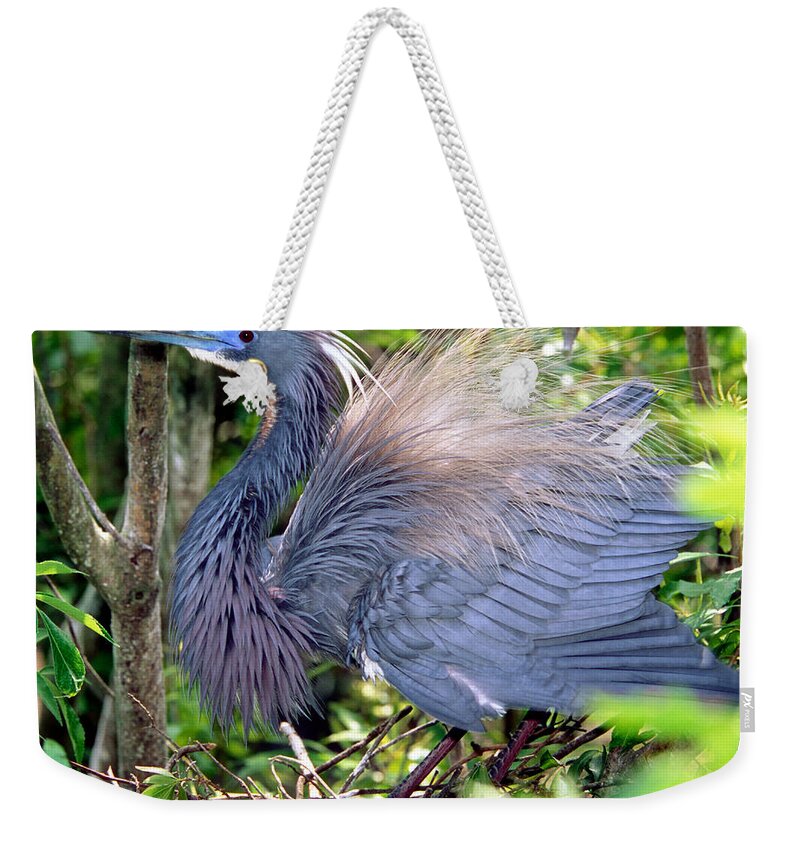 Animal Weekender Tote Bag featuring the photograph Tricolor Heron Threat Display by Millard H. Sharp