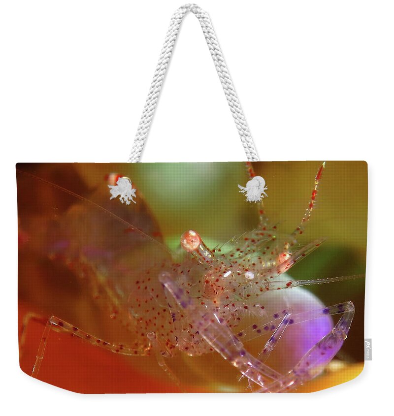 Underwater Weekender Tote Bag featuring the photograph Tropical Fish by Imagen Rafael Cosme Daza  Www.rafaelcosme.com