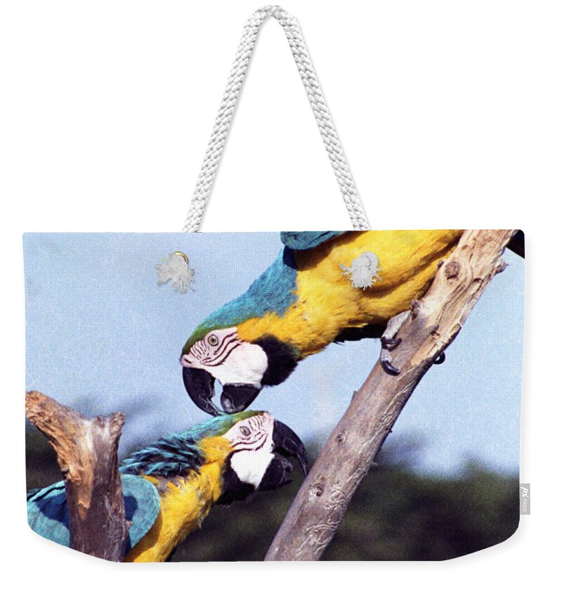 Tropical Parrots Weekender Tote Bag featuring the photograph Tropical Parrots in Love by Daniel Larsen