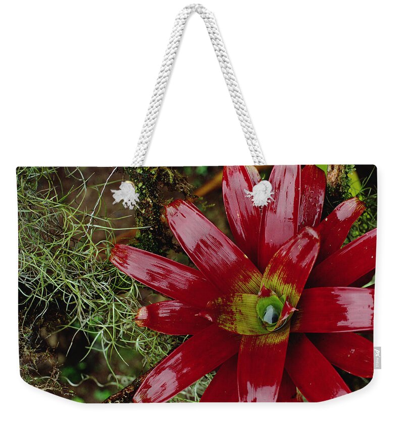 Feb0514 Weekender Tote Bag featuring the photograph Tufted Airplant And Spanish Moss by Mark Moffett