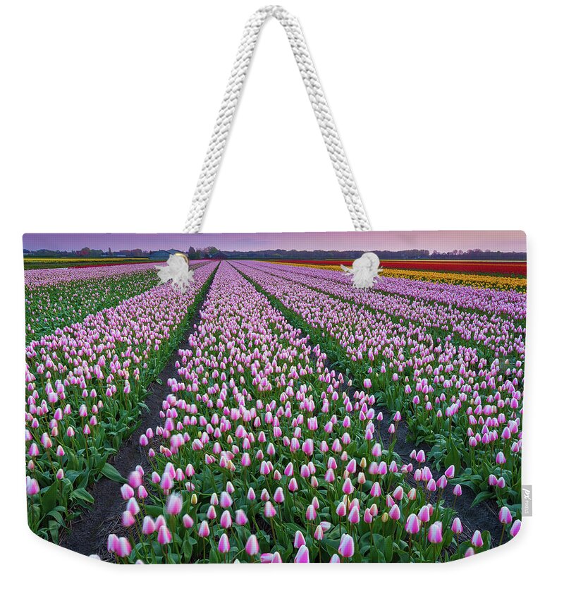 Scenics Weekender Tote Bag featuring the photograph Tulip Fields In The Netherlands At Dusk by Peter Zelei Images