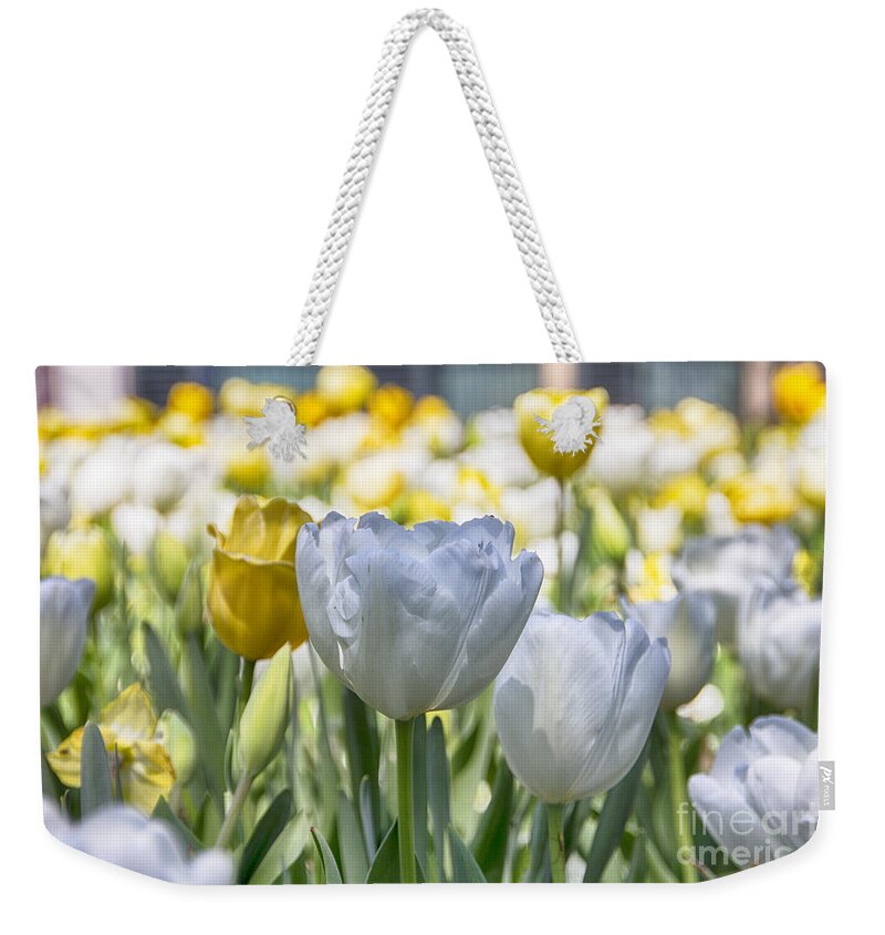 Tulips Weekender Tote Bag featuring the photograph Tulips at Dallas Arboretum V10 by Douglas Barnard