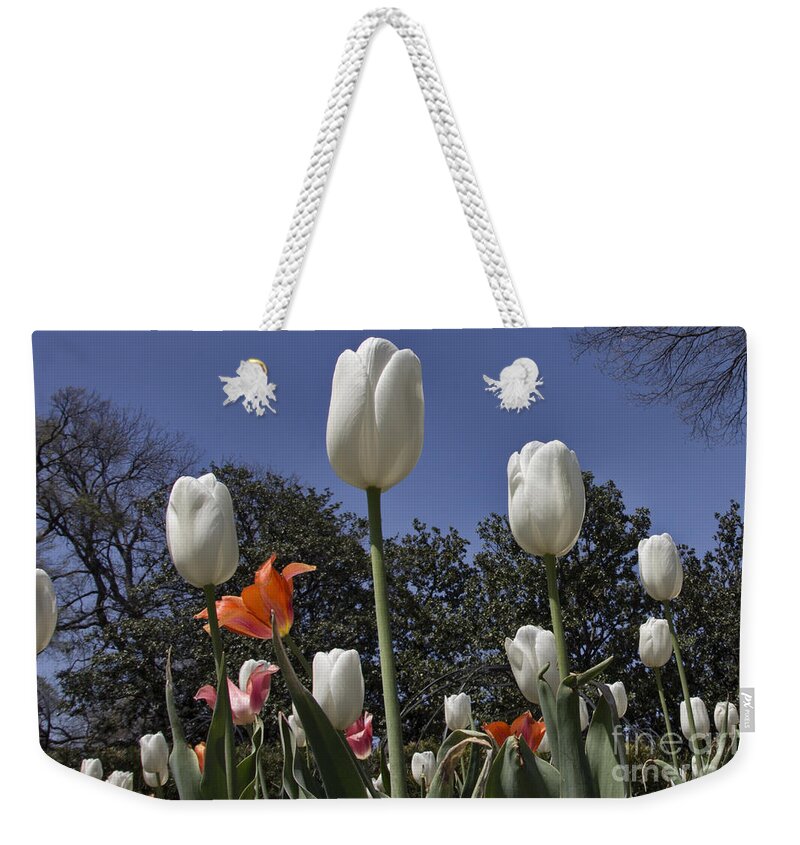 Tulips Weekender Tote Bag featuring the photograph Tulips at Dallas Arboretum V36 by Douglas Barnard