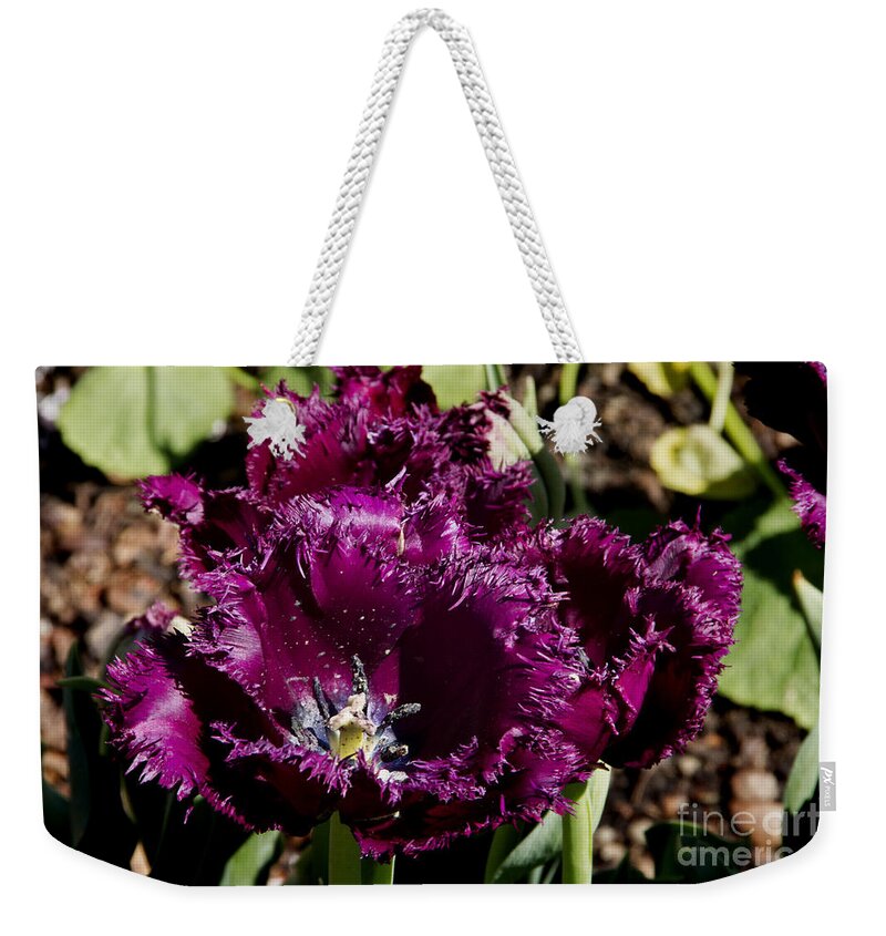 Tulips Weekender Tote Bag featuring the photograph Tulips at Dallas Arboretum V85 by Douglas Barnard