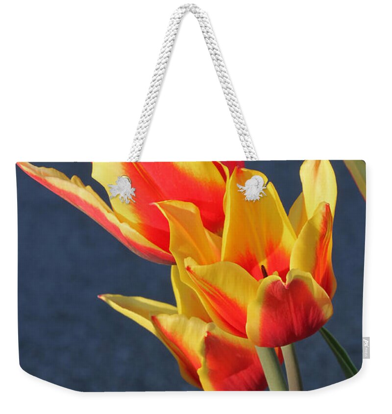 Flowers Weekender Tote Bag featuring the photograph Tulips by Todd Blanchard