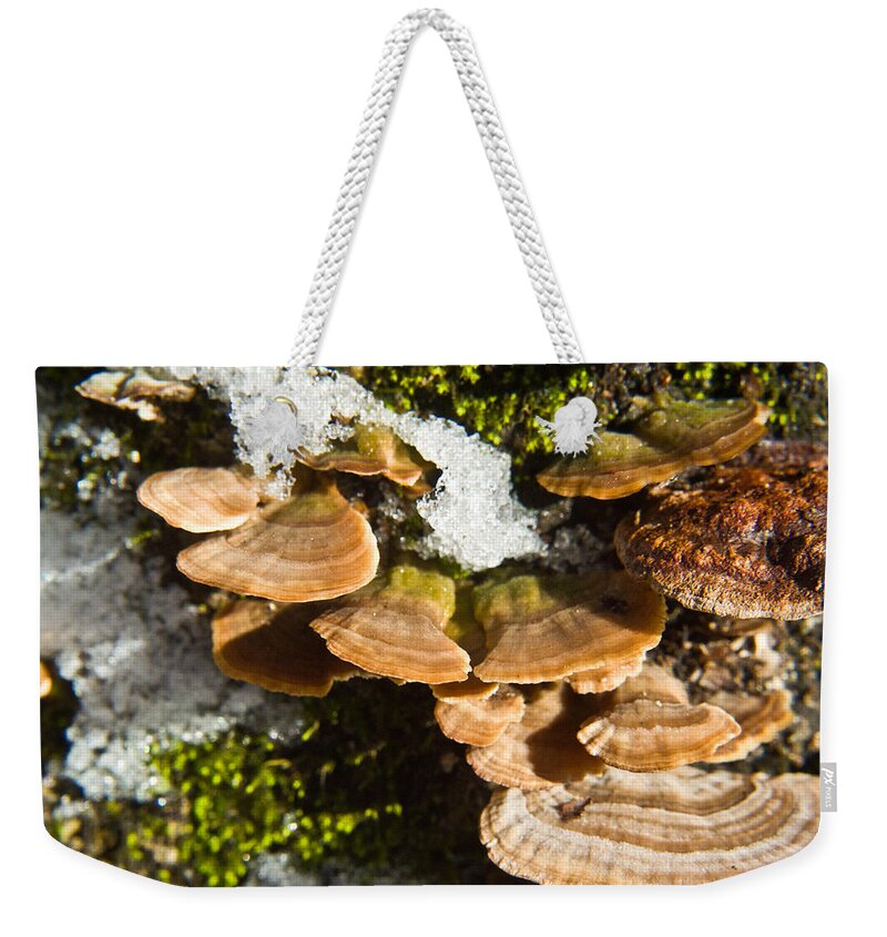 Turkey Weekender Tote Bag featuring the photograph Turkey Tail Bracket Fungi by Douglas Barnett
