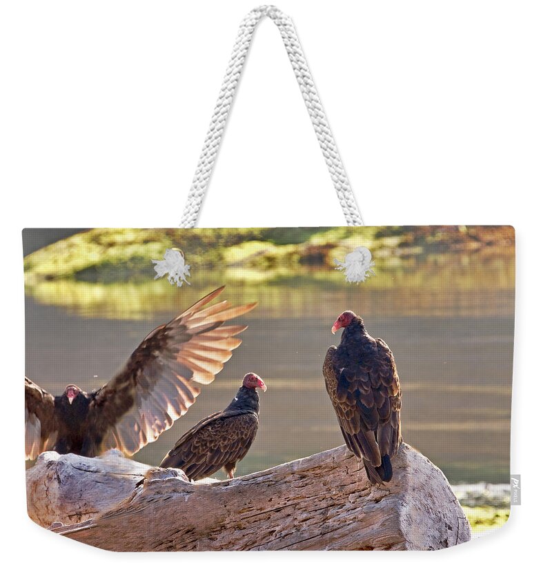 Vultures Weekender Tote Bag featuring the photograph Turkey Vultures aka Dracula by Peggy Collins