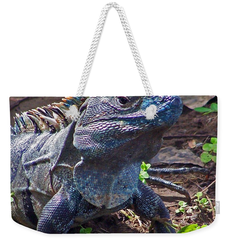Turquoise Iguana Weekender Tote Bag featuring the photograph Turquoise Iguana by Jennifer Robin