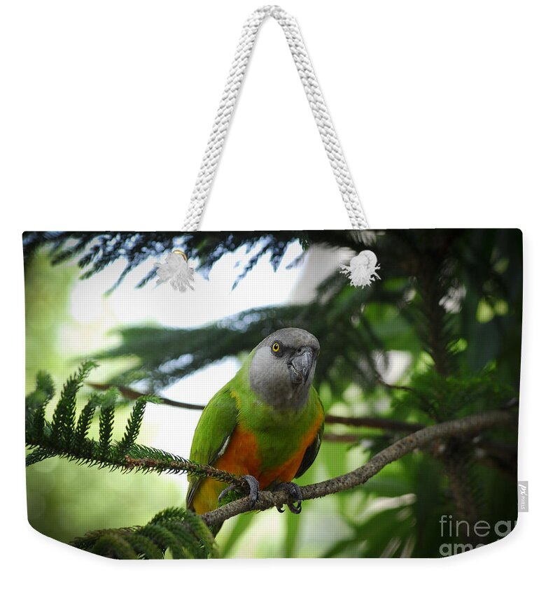 Tropical Weekender Tote Bag featuring the photograph Tweet Tweet by Quinn Sedam