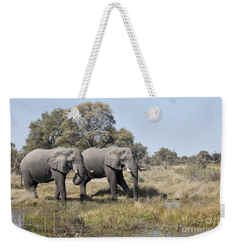 African Elephant Weekender Tote Bag featuring the photograph Two bull African Elephants - Okavango Delta by Liz Leyden