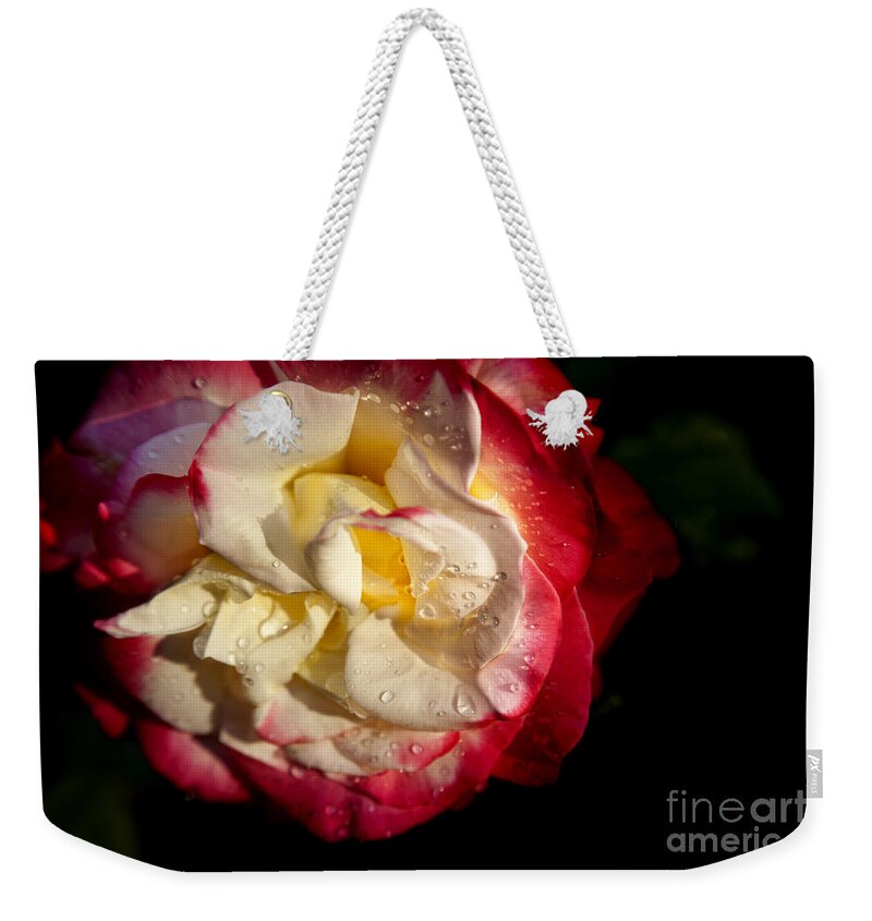 Abstract Weekender Tote Bag featuring the photograph Two Color Rose by David Millenheft