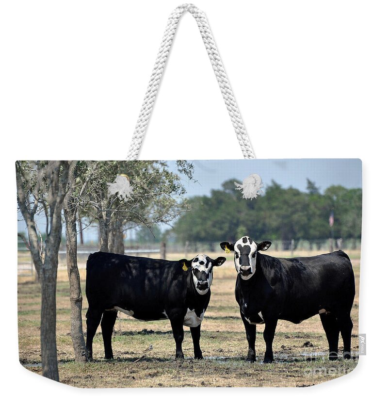 Cows Weekender Tote Bag featuring the photograph Two Cows by Savannah Gibbs
