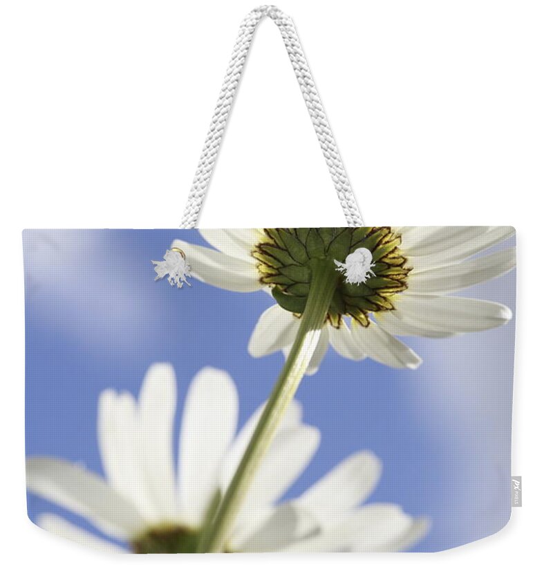 Asteraceae Weekender Tote Bag featuring the photograph Two daisies by Ulrich Kunst And Bettina Scheidulin