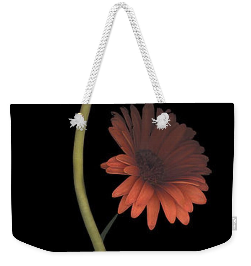 Daisy Weekender Tote Bag featuring the photograph Two Daisies Tall RIGHT by Heather Kirk