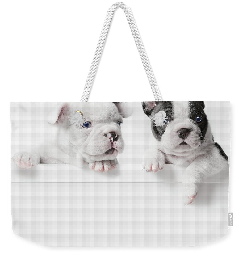 Pets Weekender Tote Bag featuring the photograph Two French Bulldog Puppies Peer Over A by Andrew Bret Wallis