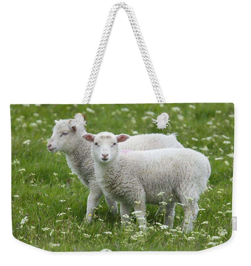 Flpa Weekender Tote Bag featuring the photograph Two Lambs In Pasture Shetland Islands by Bill Coster