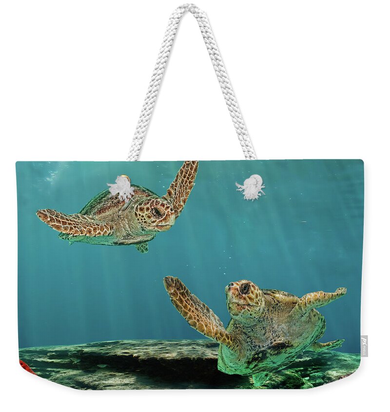 Underwater Weekender Tote Bag featuring the photograph Two Mature Loggerhead Turtles On Reef by Melinda Moore