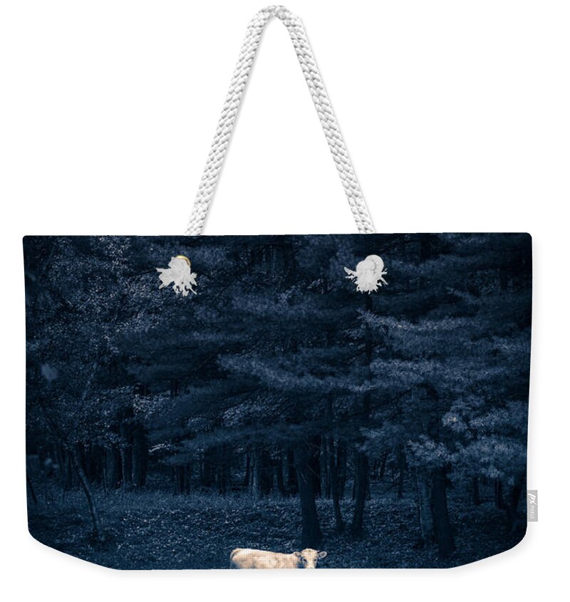Cow Weekender Tote Bag featuring the photograph Udder the Moo Night by Edward Fielding