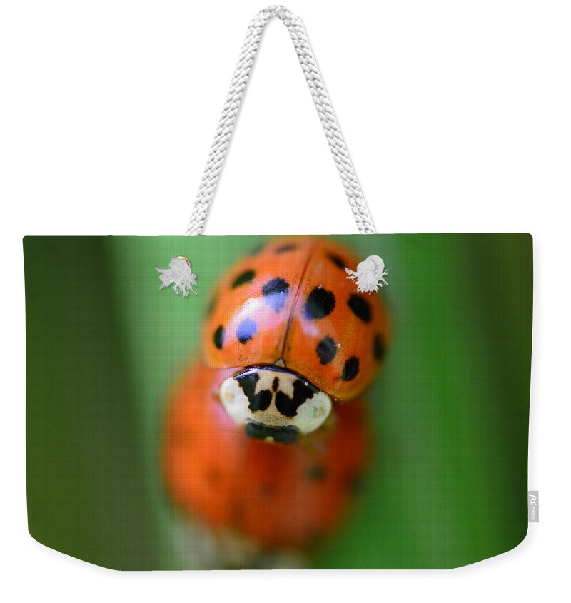 Ladybug Weekender Tote Bag featuring the photograph Unladylike by Donna Blackhall
